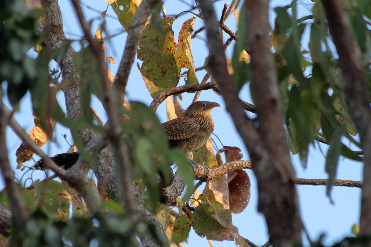 Pheasant Coucal - ML638835128