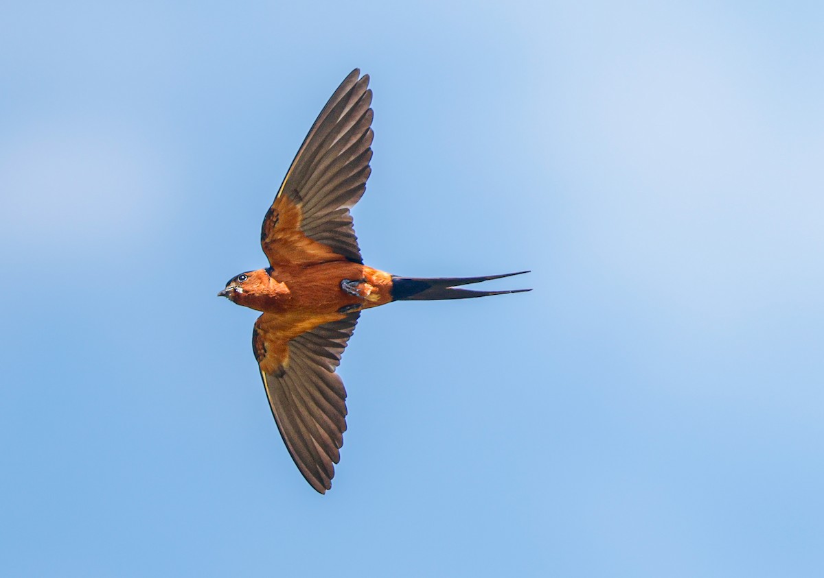 Rufous-bellied Swallow - ML638835133