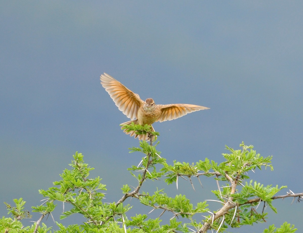 Rufous-naped Lark (Rufous-naped) - ML638835144