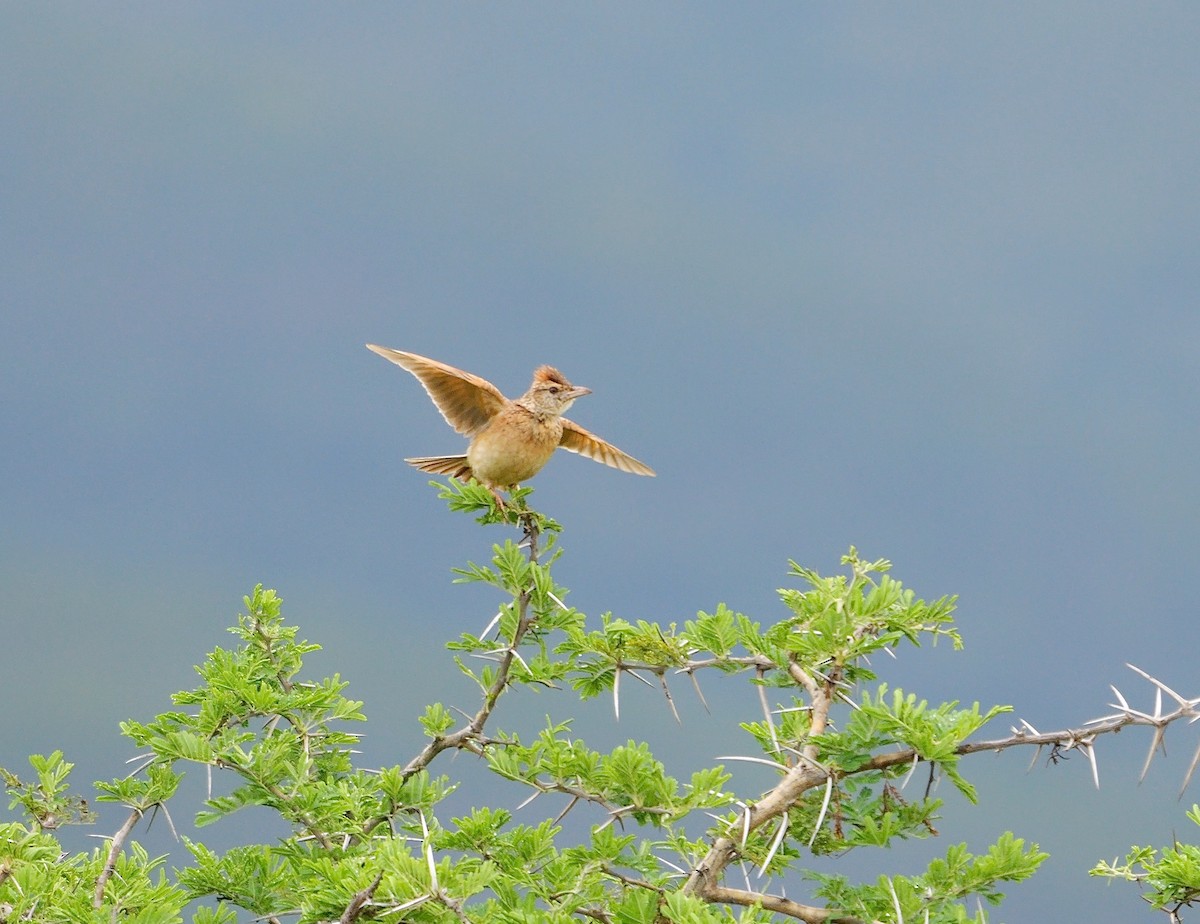 Rufous-naped Lark (Rufous-naped) - ML638835145