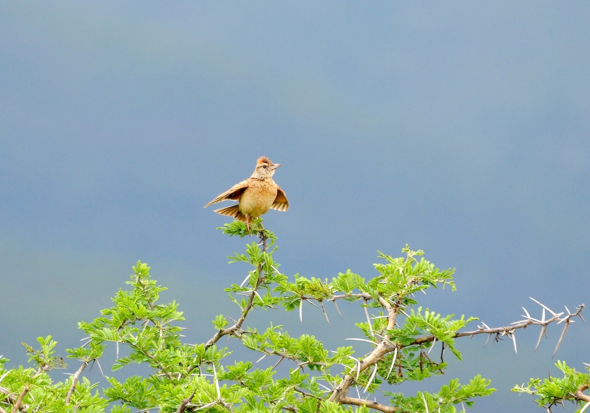 Rufous-naped Lark (Rufous-naped) - ML638835146