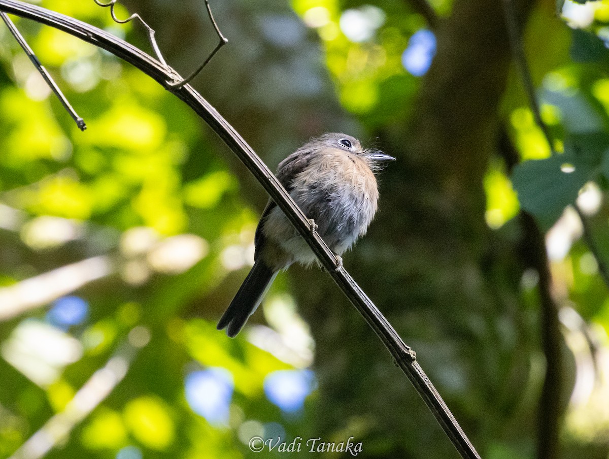Rusty-breasted Nunlet - ML638835156