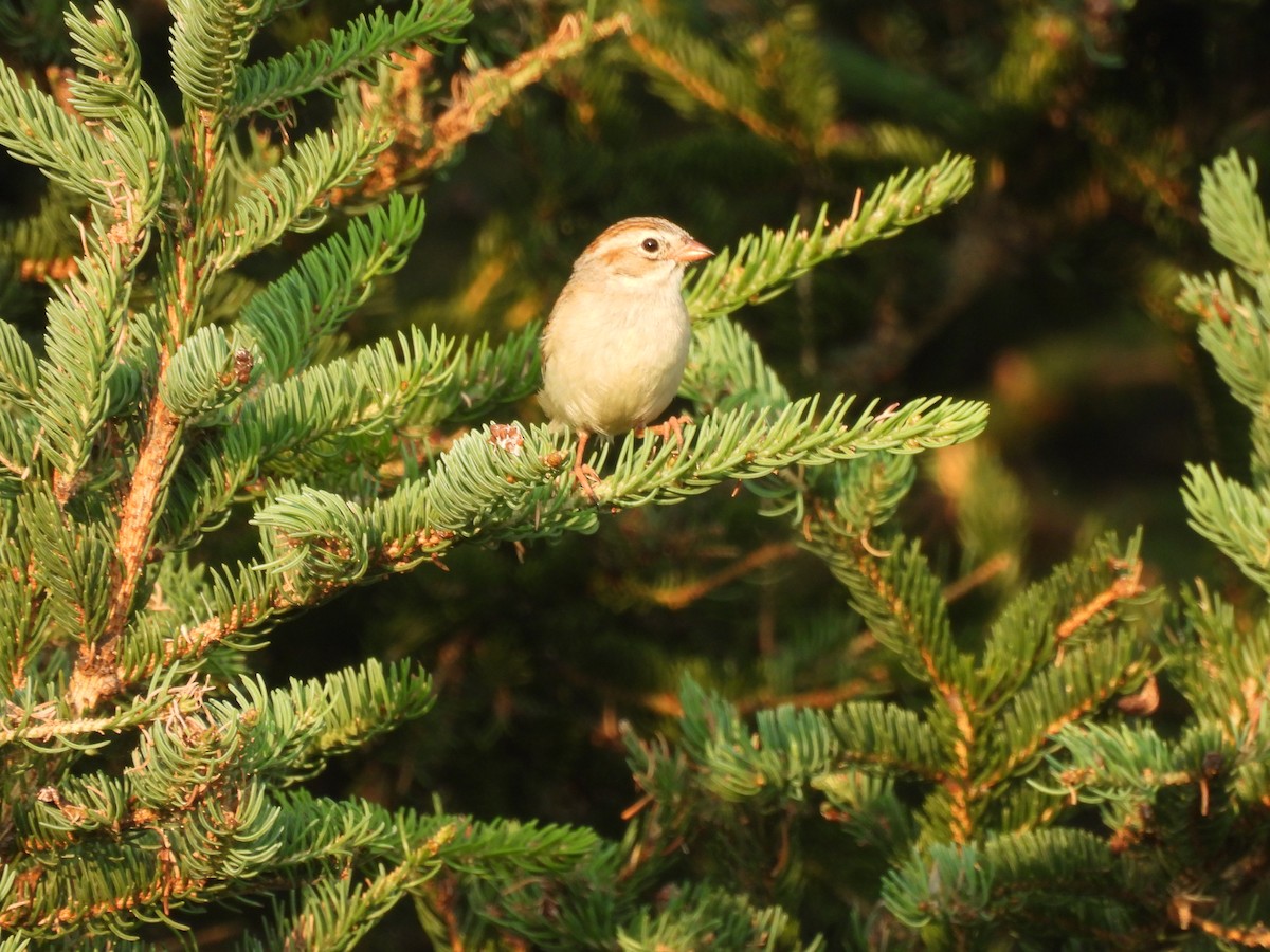 Clay-colored x Field Sparrow (hybrid) - ML638835181