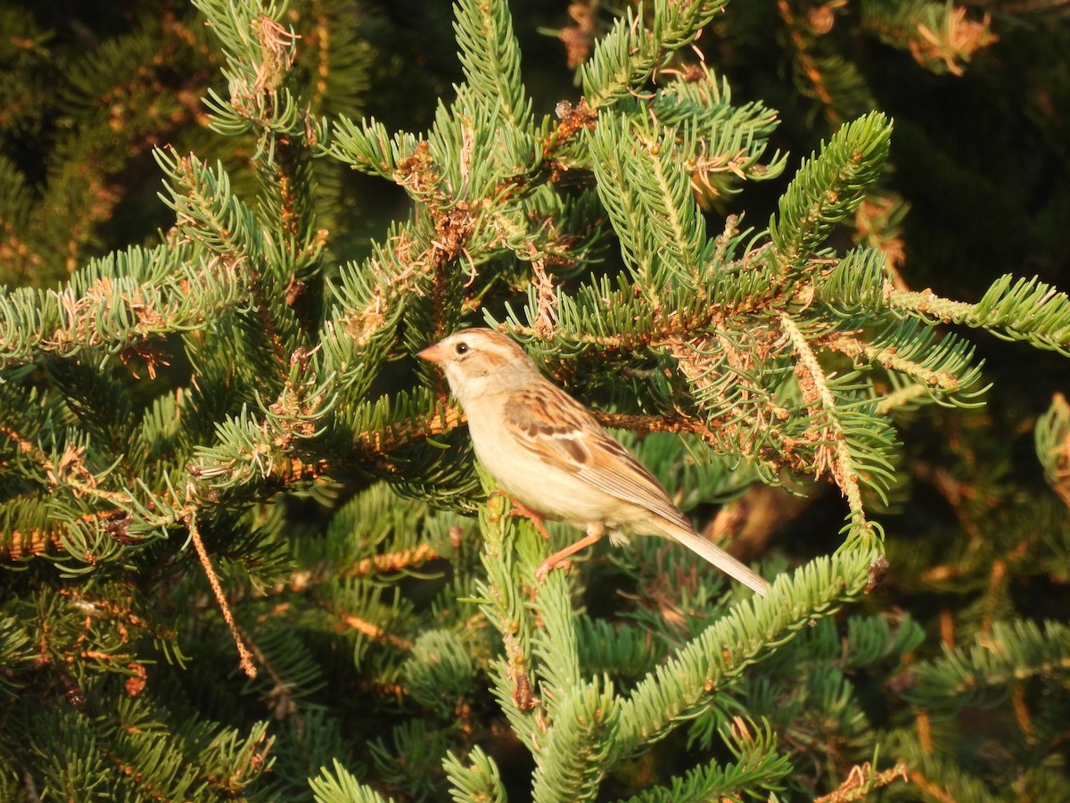 Clay-colored x Field Sparrow (hybrid) - ML638835182