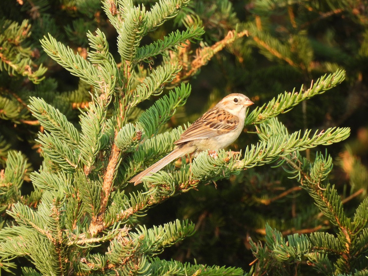 Clay-colored x Field Sparrow (hybrid) - ML638835183