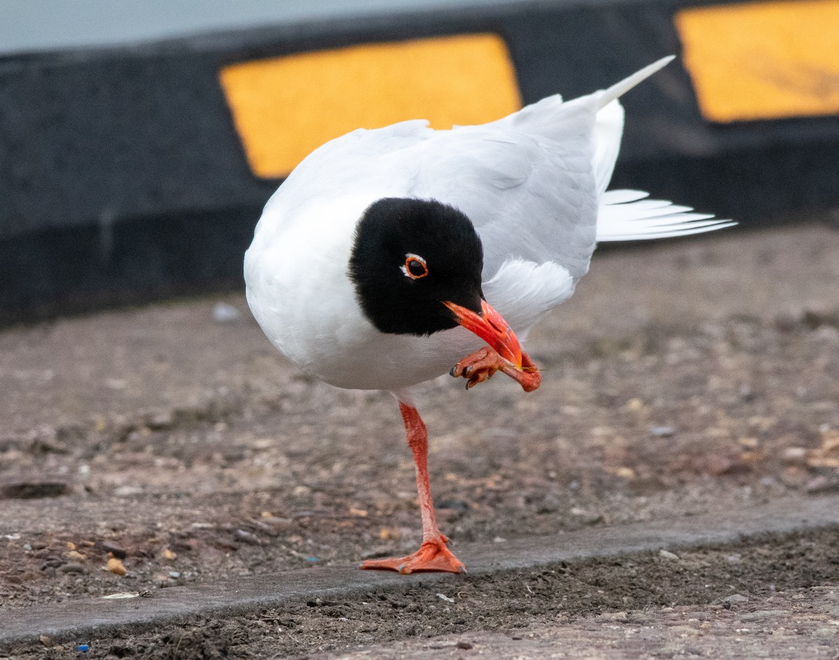 Mediterranean Gull - ML638835221