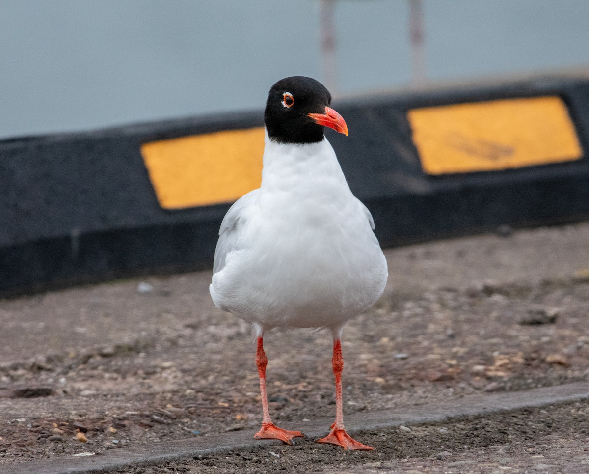 Mediterranean Gull - ML638835222