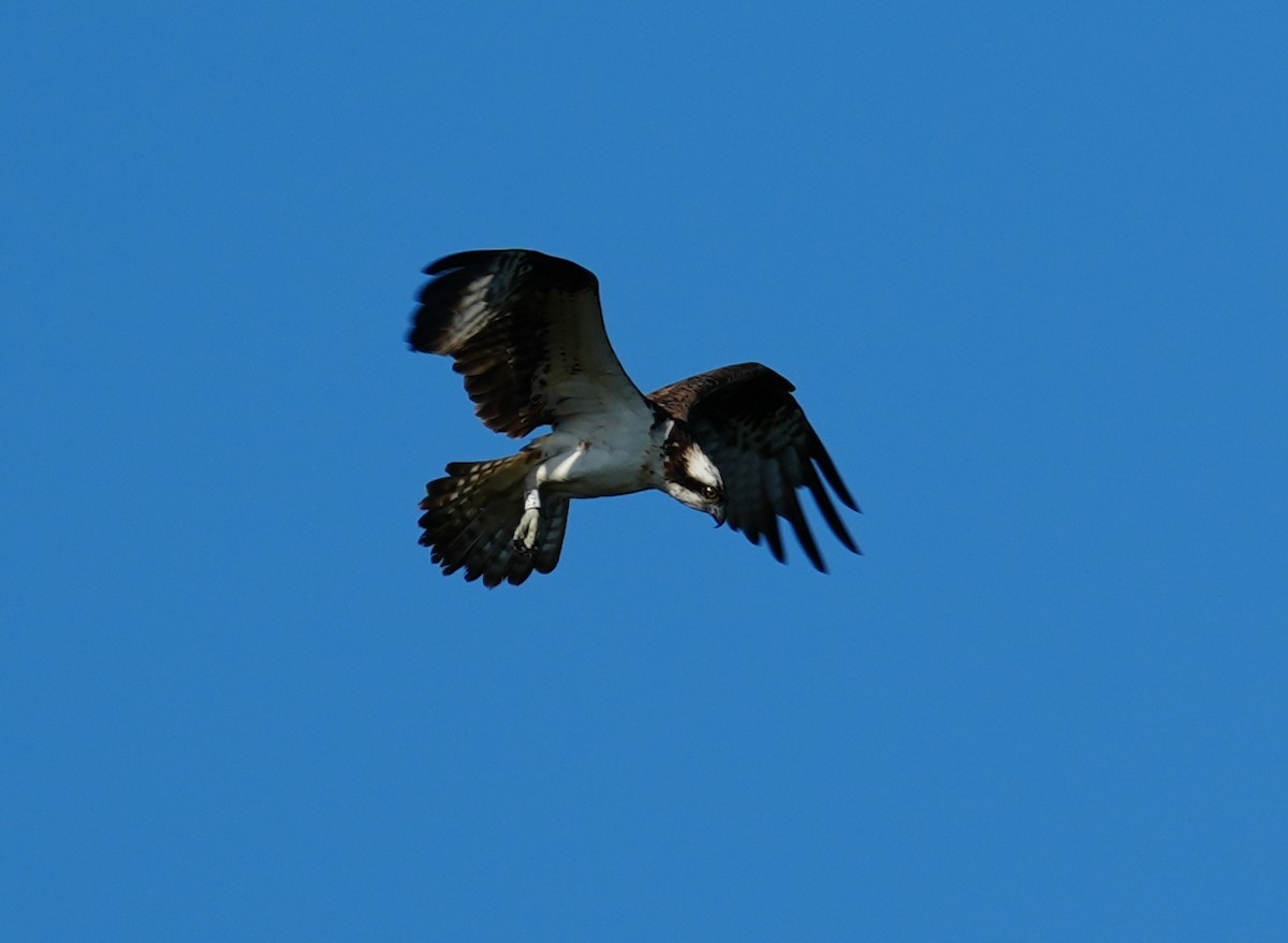 Osprey - ML638835261