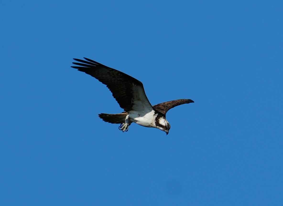 Osprey - ML638835262