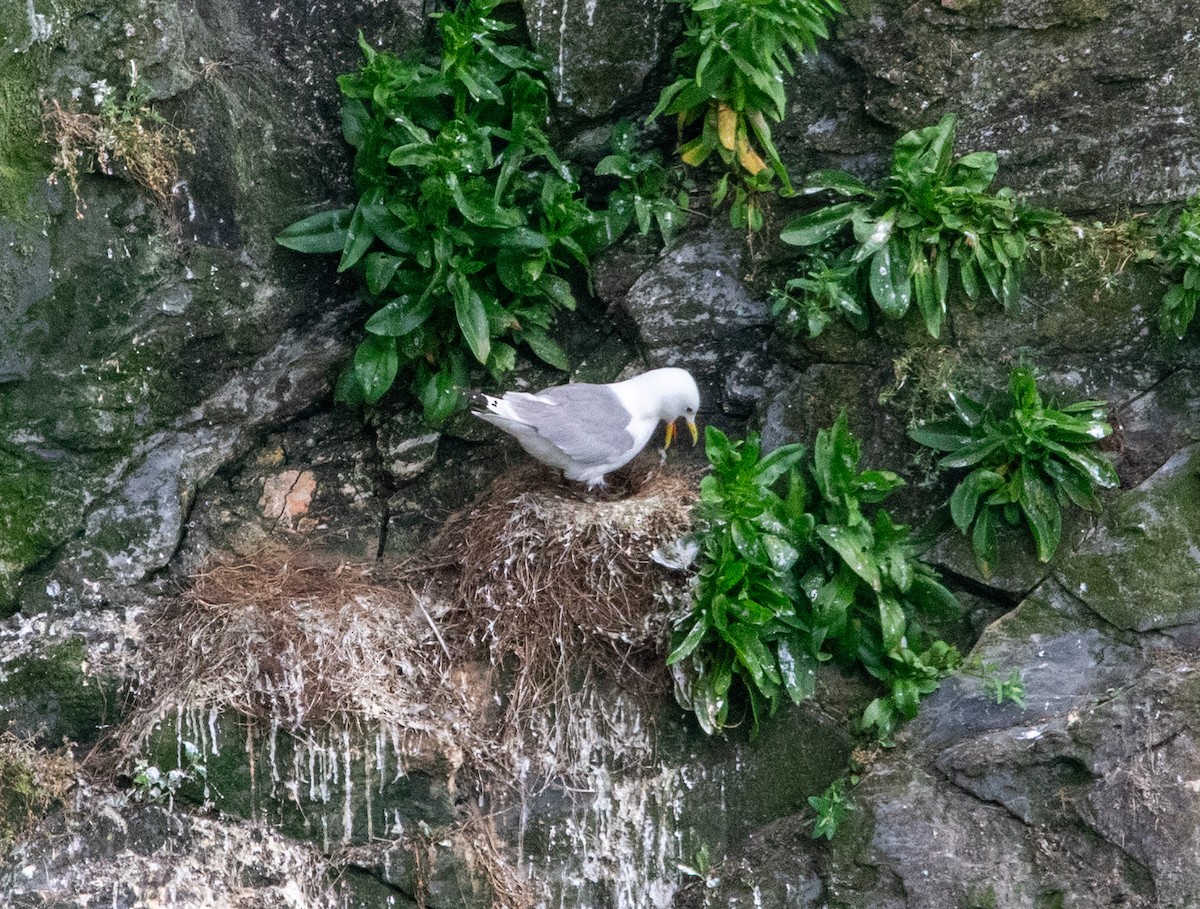 Black-legged Kittiwake - ML638835263