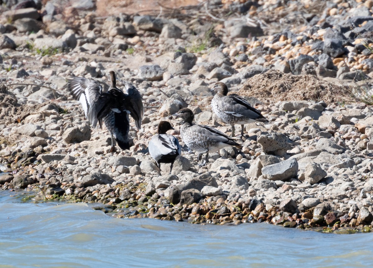 Maned Duck - ML638835264