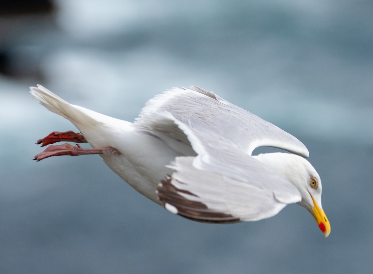 European Herring Gull - ML638835271