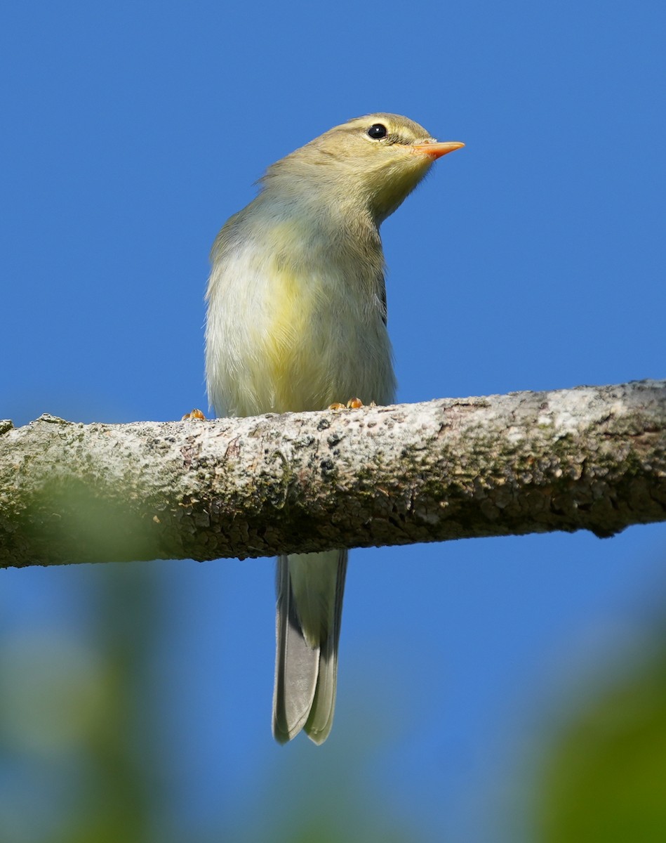 Willow Warbler - ML638835283