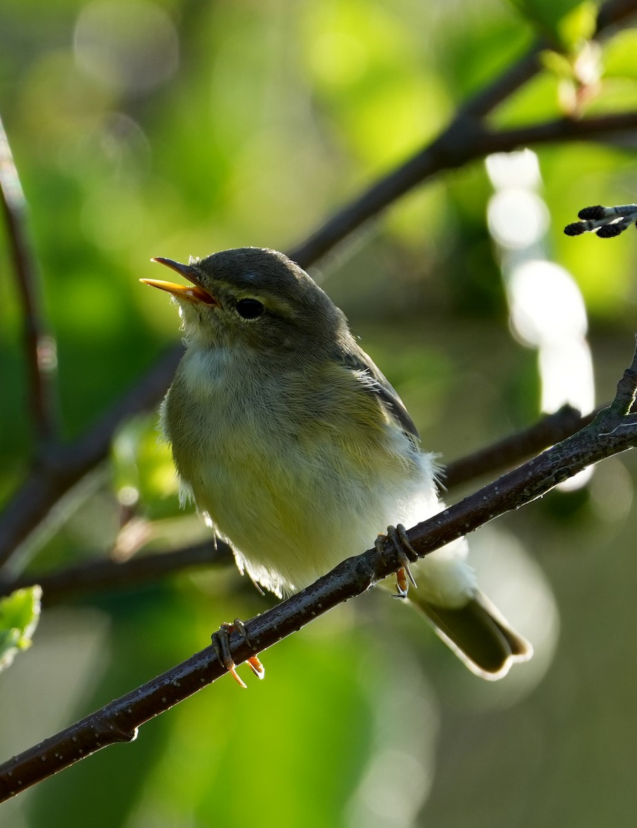 Willow Warbler - ML638835284