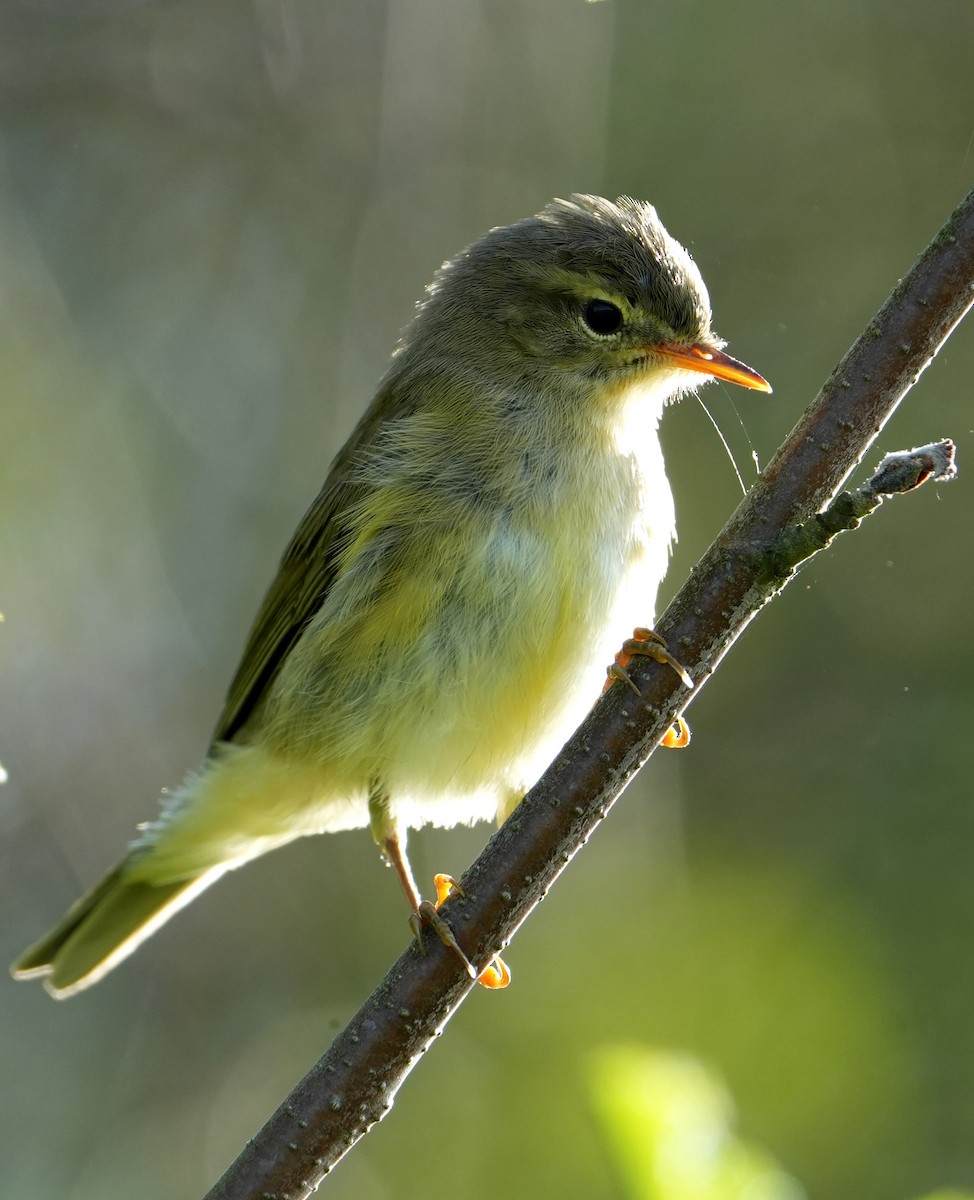 Willow Warbler - ML638835285