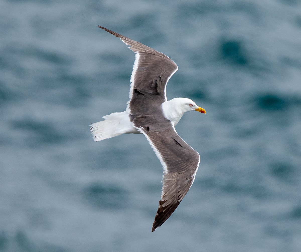 Lesser Black-backed Gull - ML638835291
