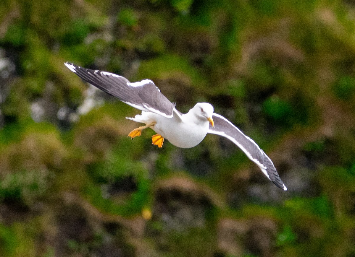 Lesser Black-backed Gull - ML638835292