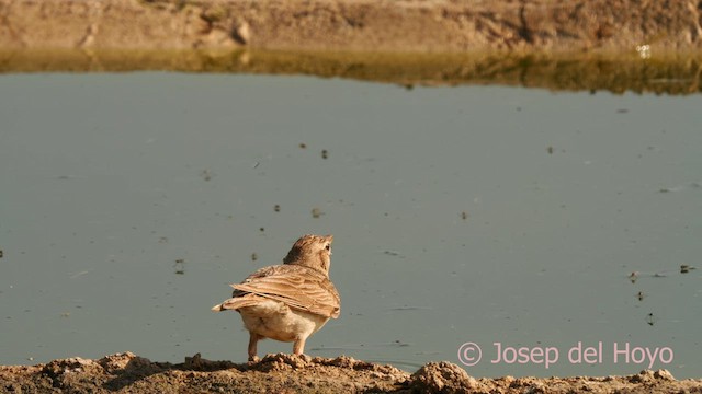 Crested Lark (Crested) - ML638835297