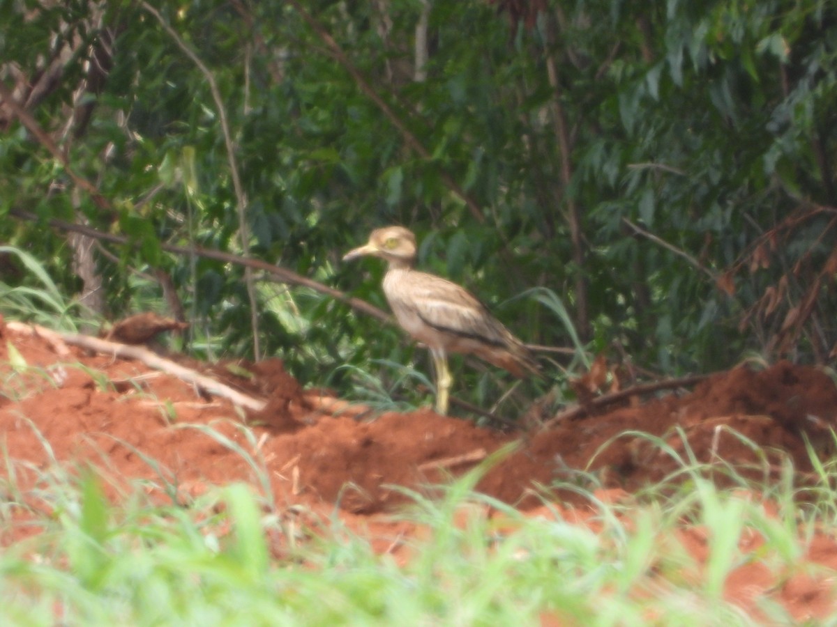 Indian Thick-knee - ML638835319