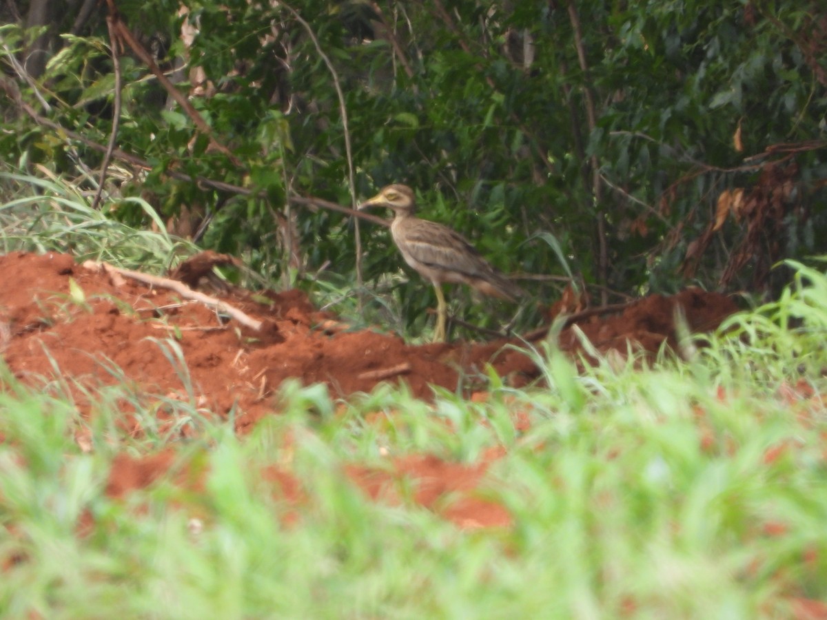 Indian Thick-knee - ML638835320