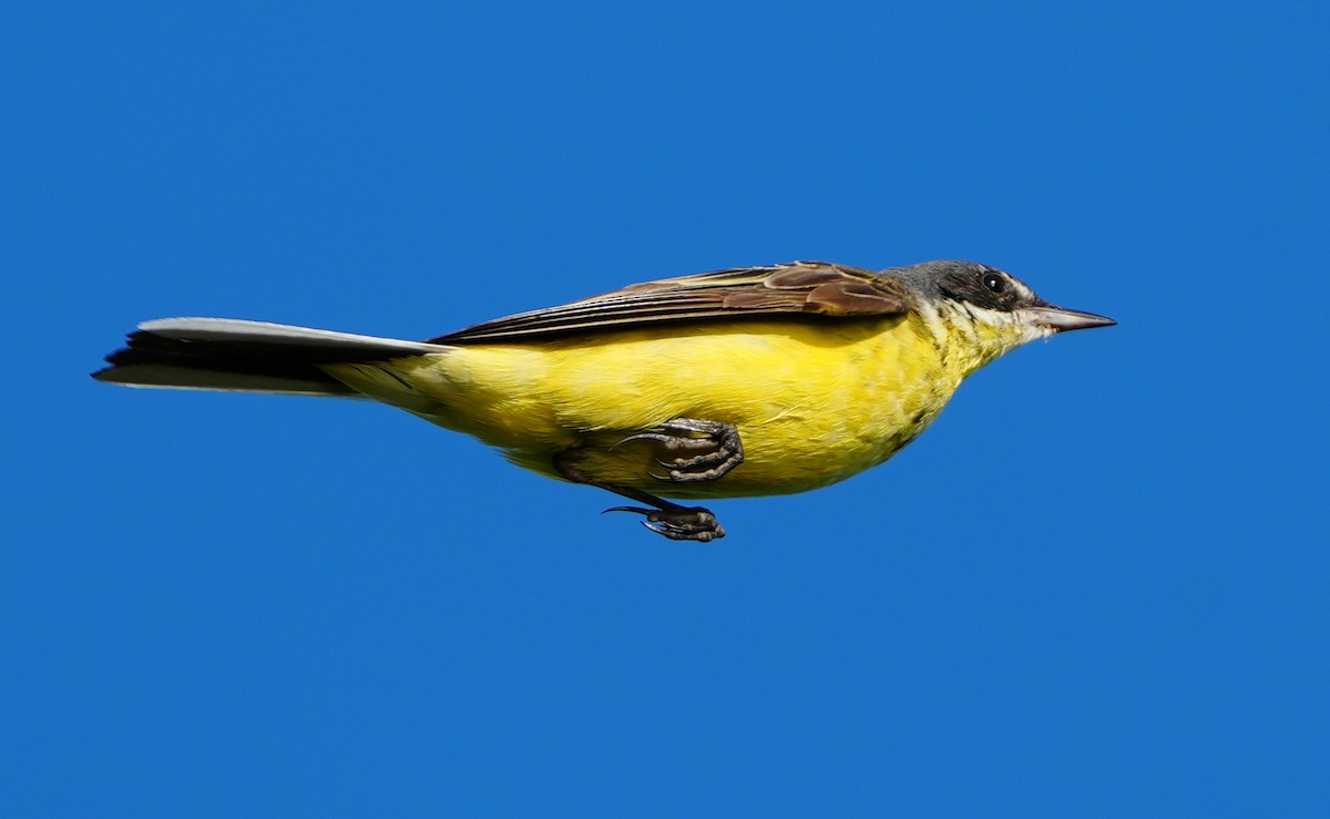 Western Yellow Wagtail - ML638835332