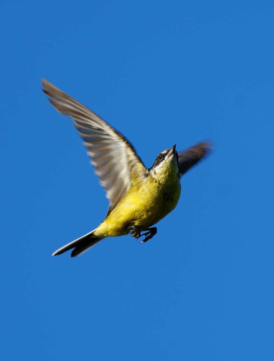 Western Yellow Wagtail - ML638835333