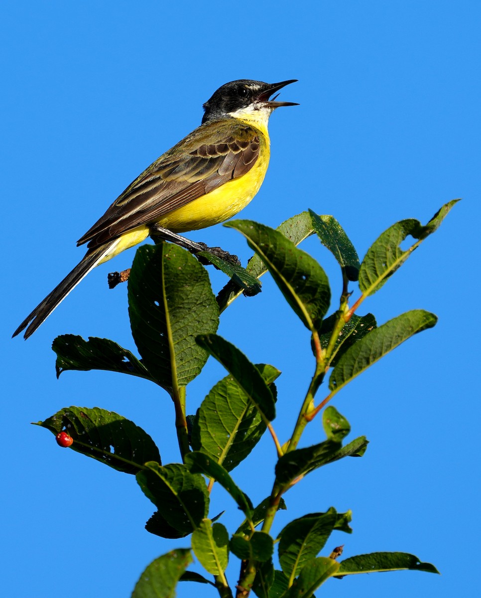 Western Yellow Wagtail - ML638835334