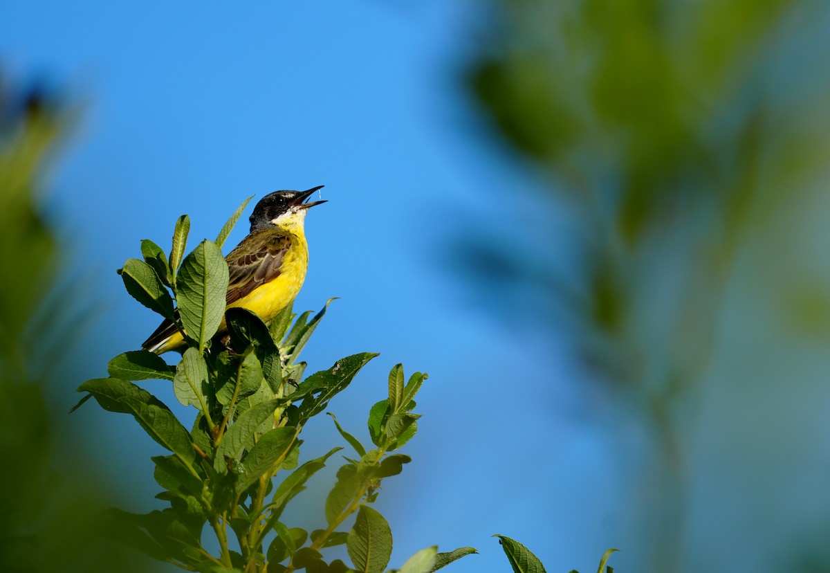 Western Yellow Wagtail - ML638835335