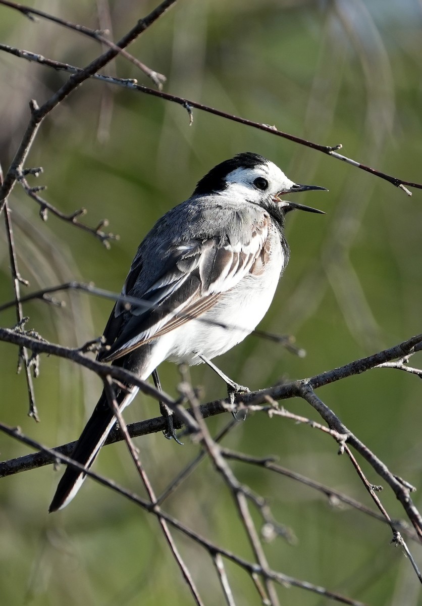 White Wagtail - ML638835340