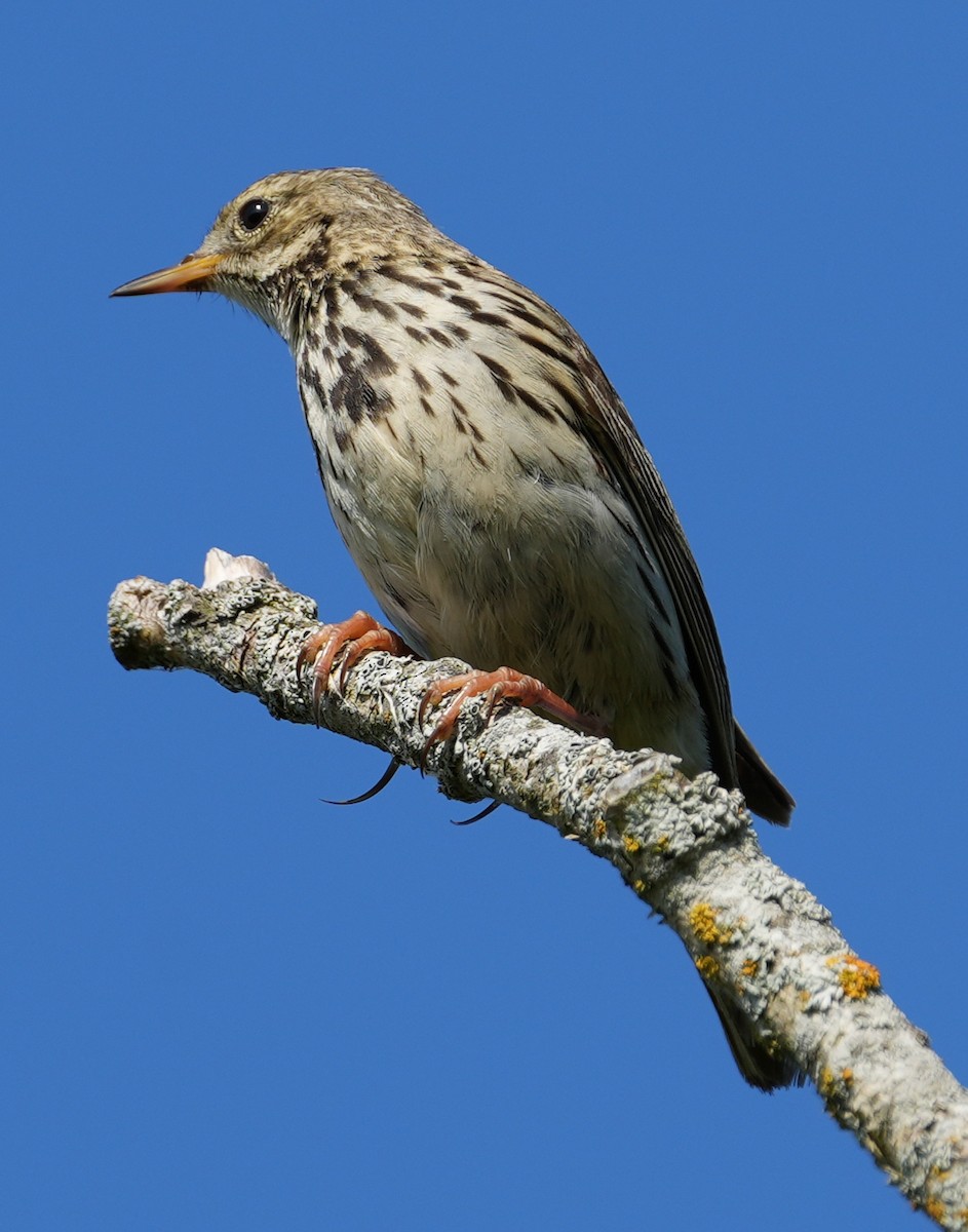 Meadow Pipit - ML638835360