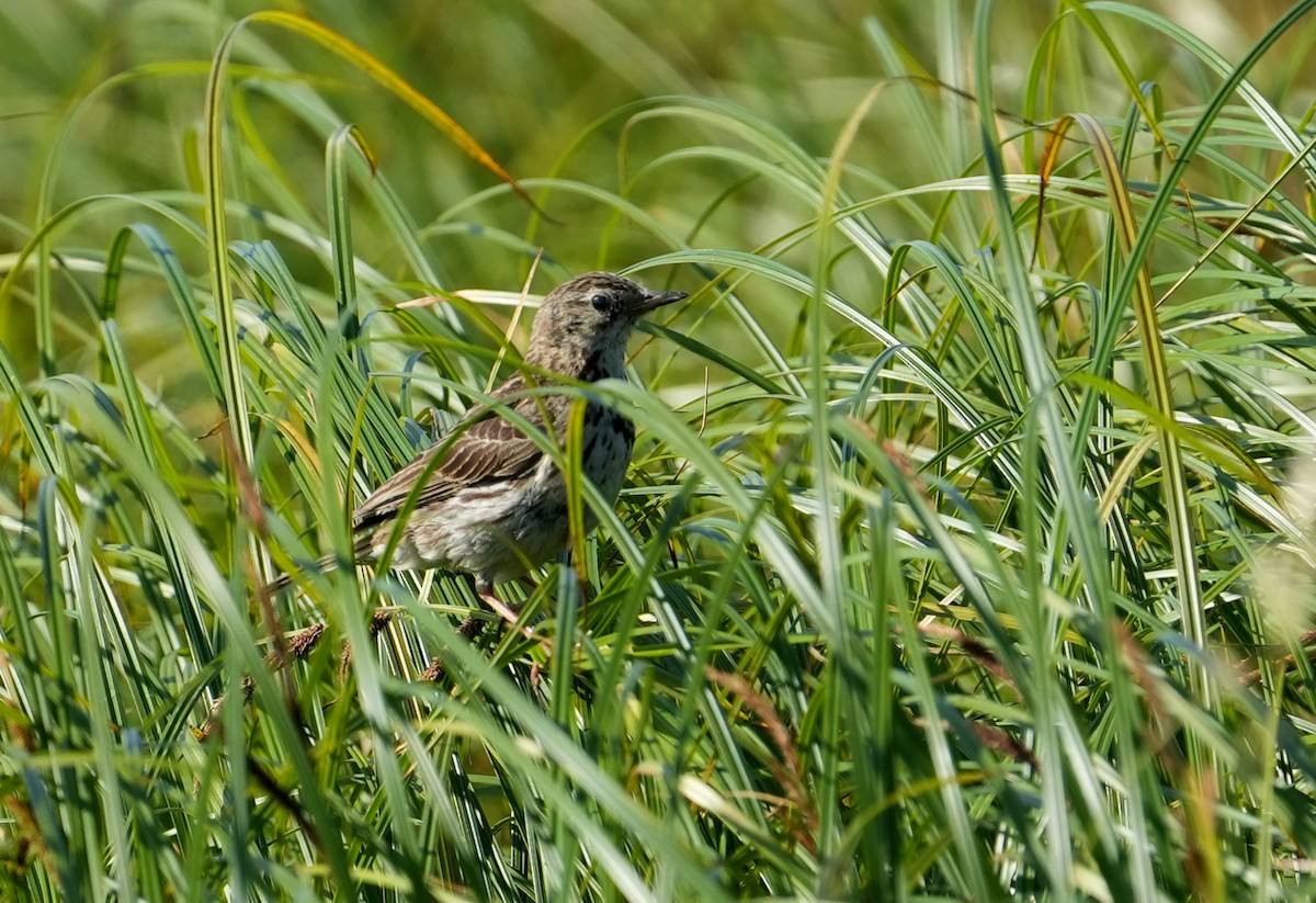 Meadow Pipit - ML638835362