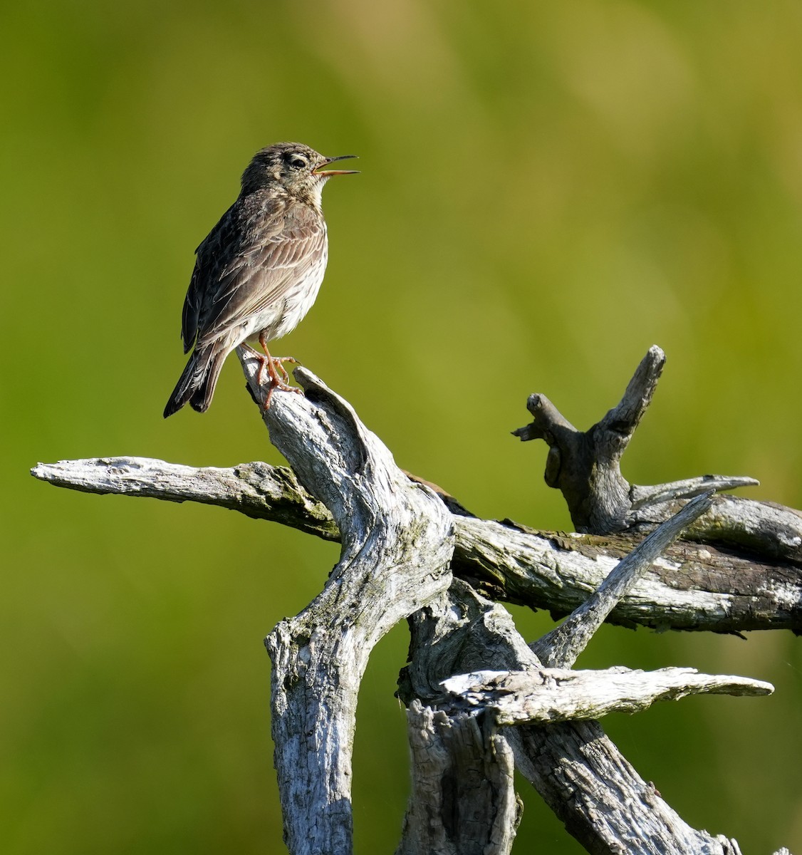 Meadow Pipit - ML638835363