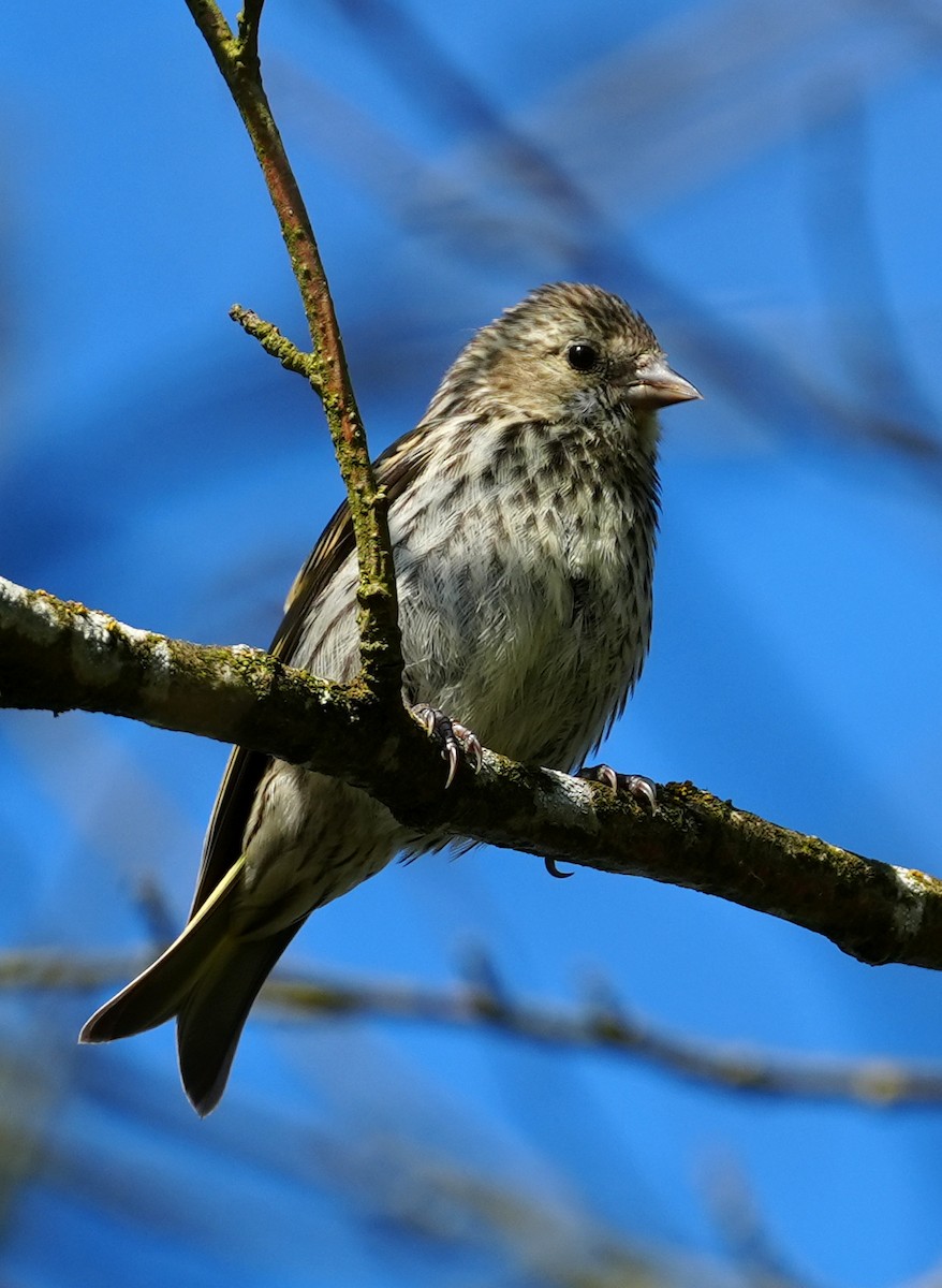 Redpoll - ML638835390