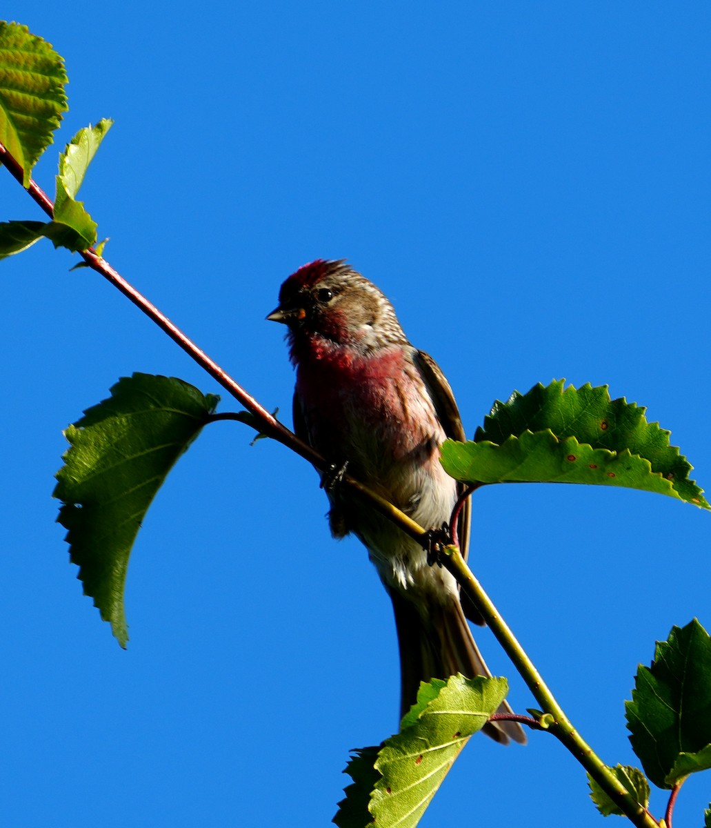 Redpoll - ML638835391