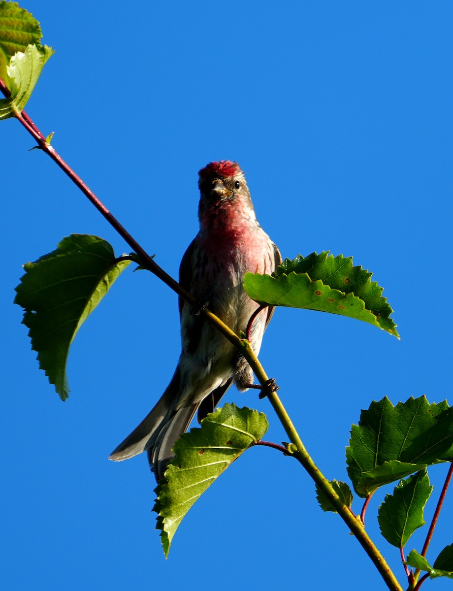 Redpoll - ML638835392