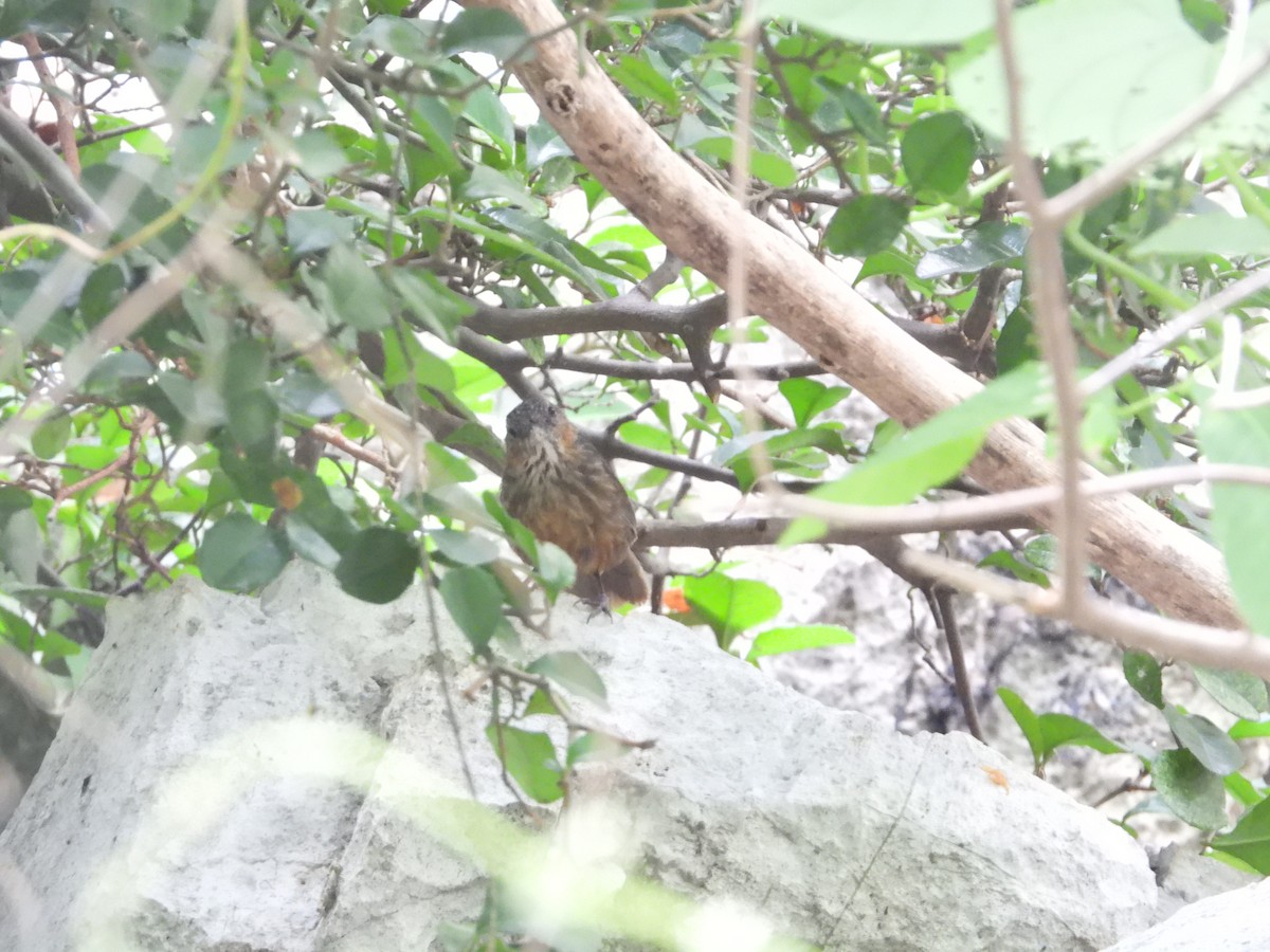 Rufous Limestone Babbler - ML638835418