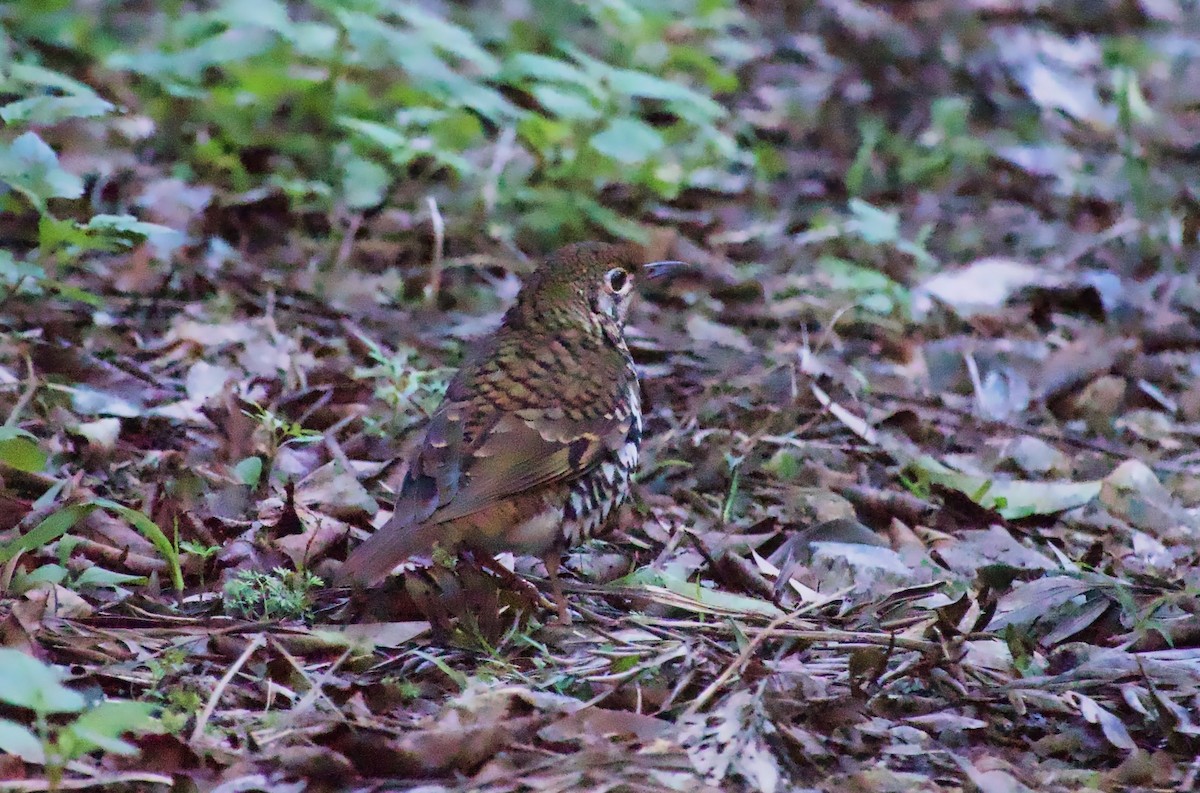 Russet-tailed Thrush - ML638835500