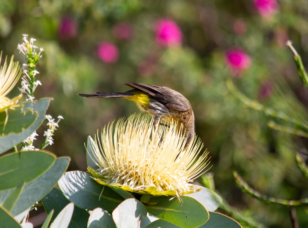 Cape Sugarbird - ML638835513