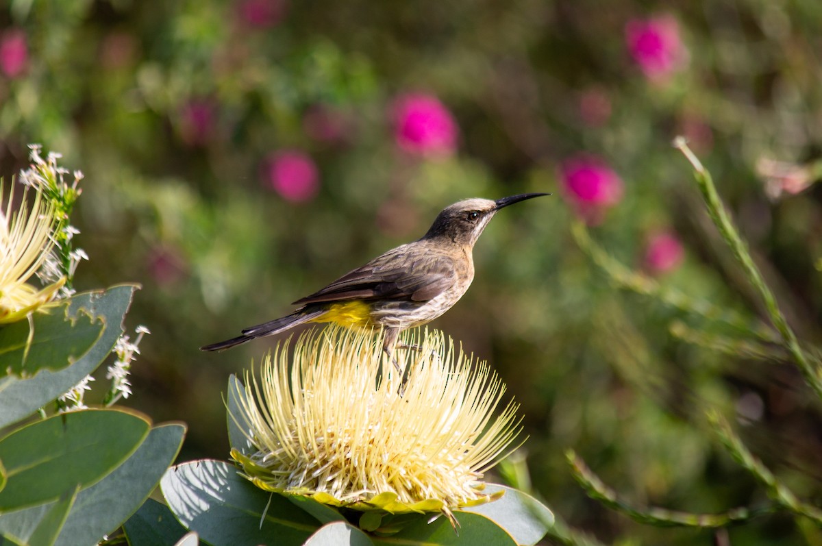 Cape Sugarbird - ML638835514