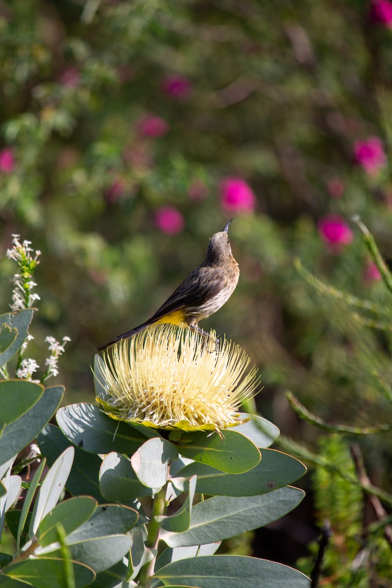 Cape Sugarbird - ML638835515