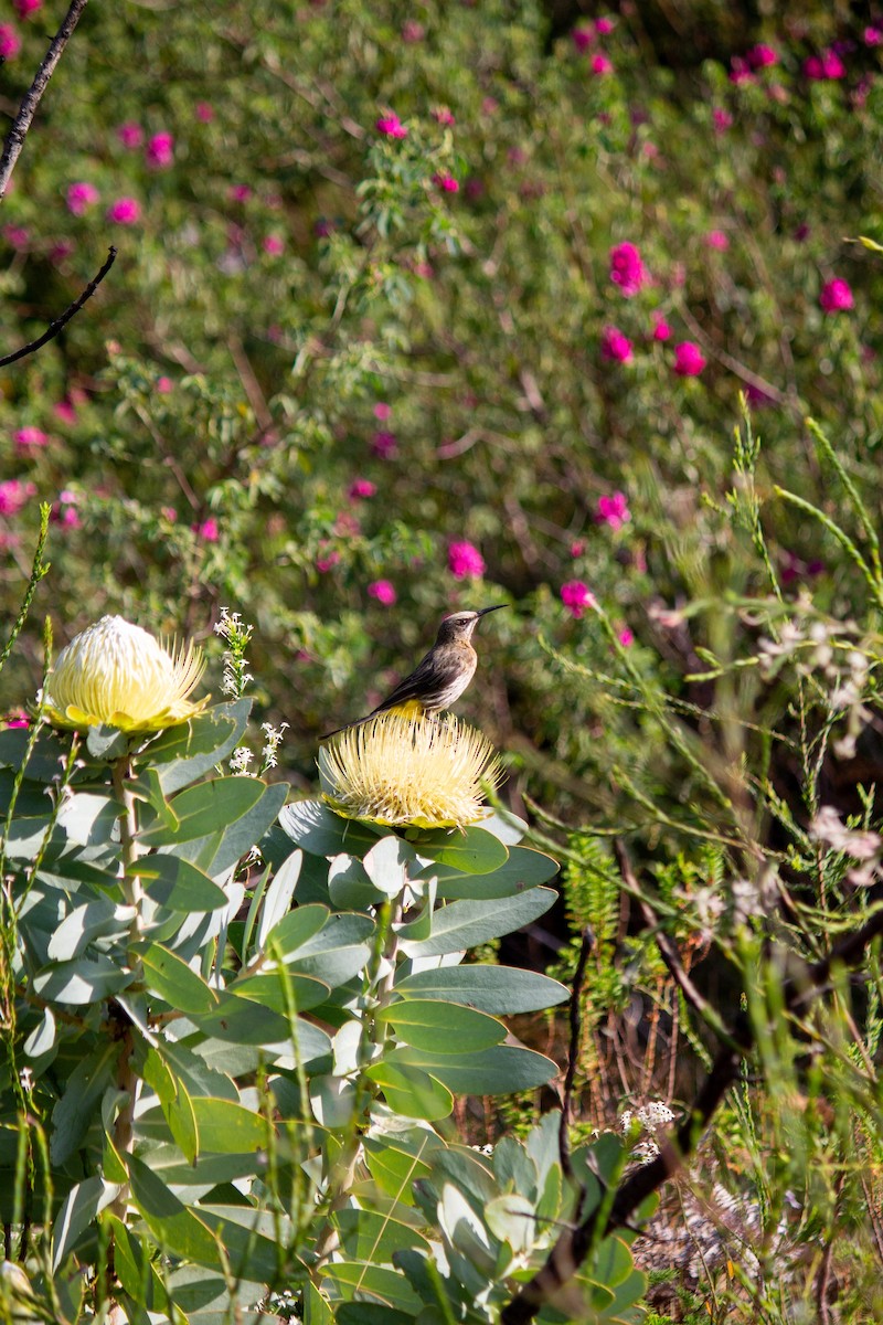 Cape Sugarbird - ML638835516