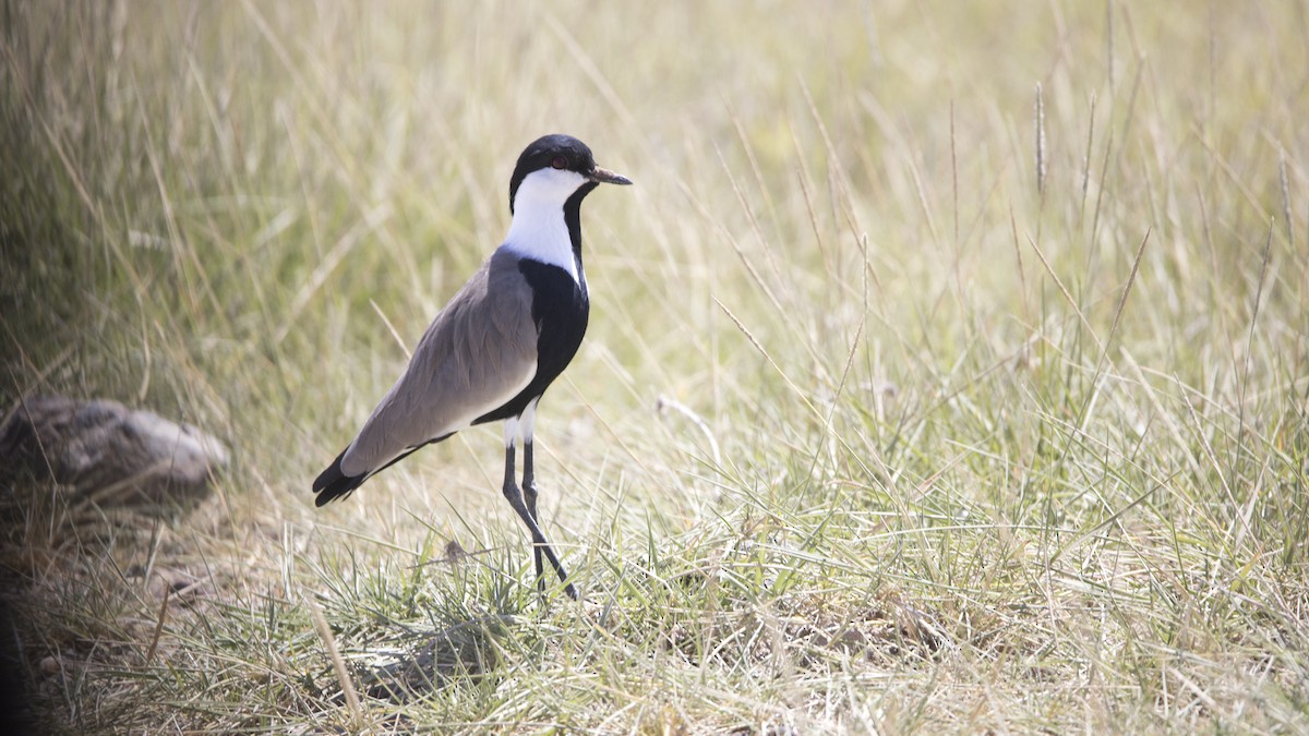 Spur-winged Lapwing - ML638835520