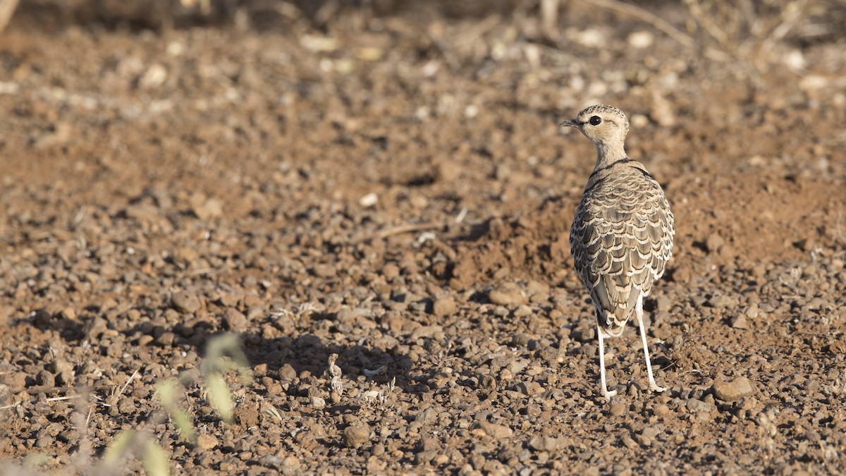 Double-banded Courser - ML638835529