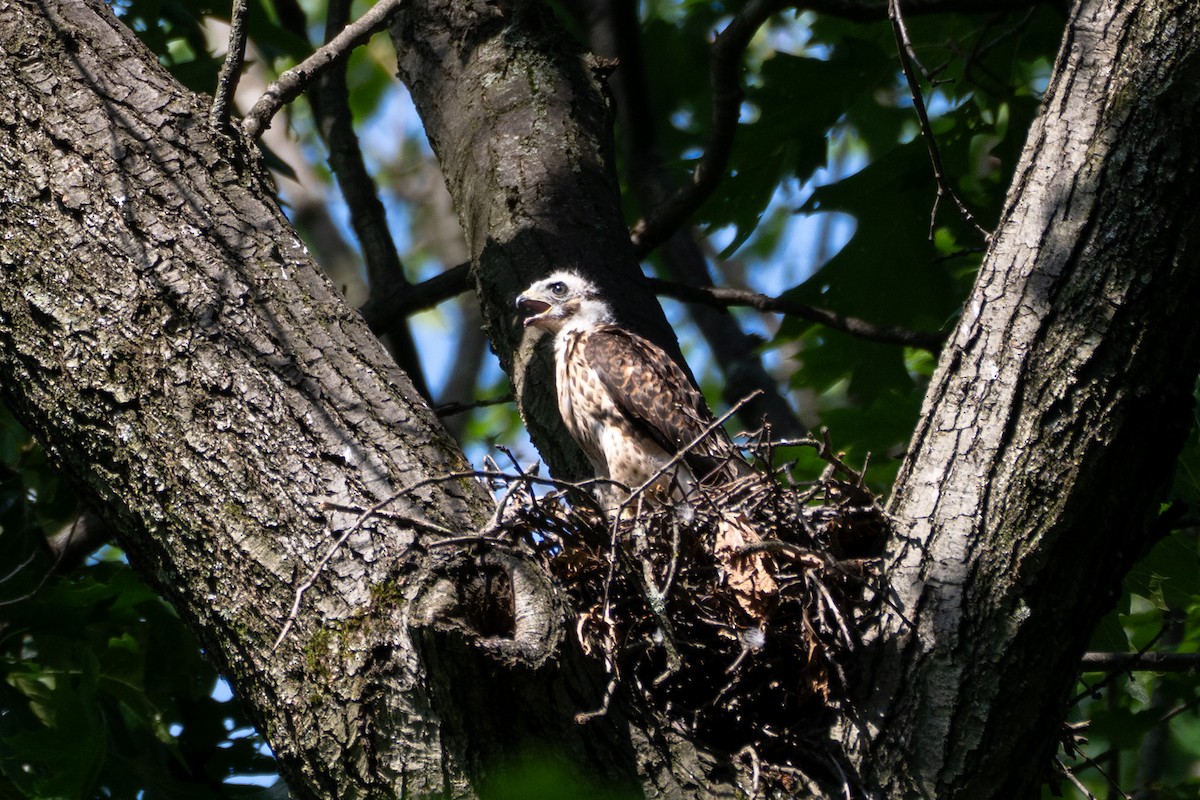 Broad-winged Hawk - ML638835530