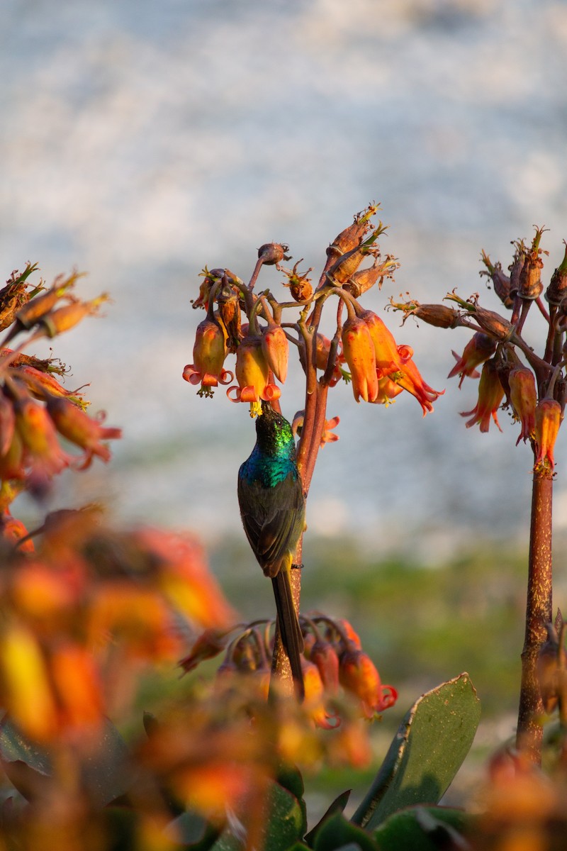 Orange-breasted Sunbird - ML638835531