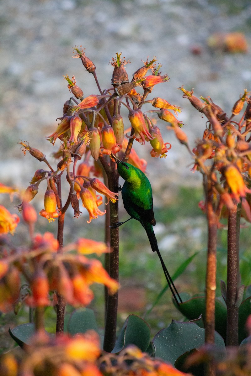 Malachite Sunbird - ML638835533