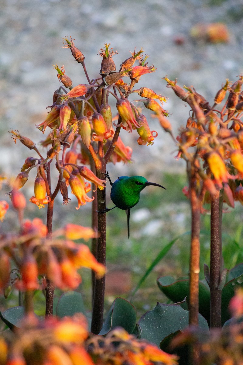 Malachite Sunbird - ML638835535