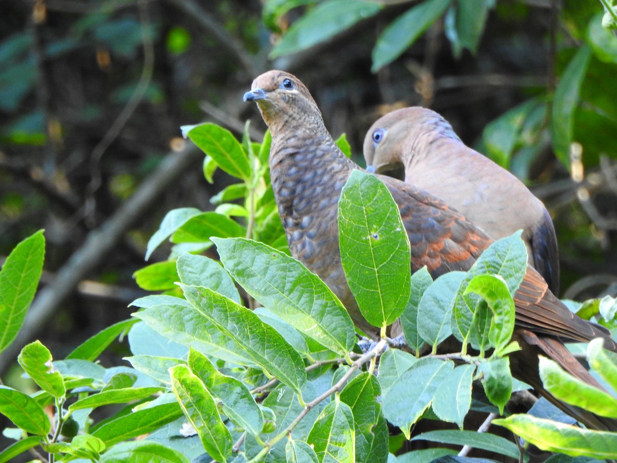 Brown Cuckoo-Dove - ML638835536