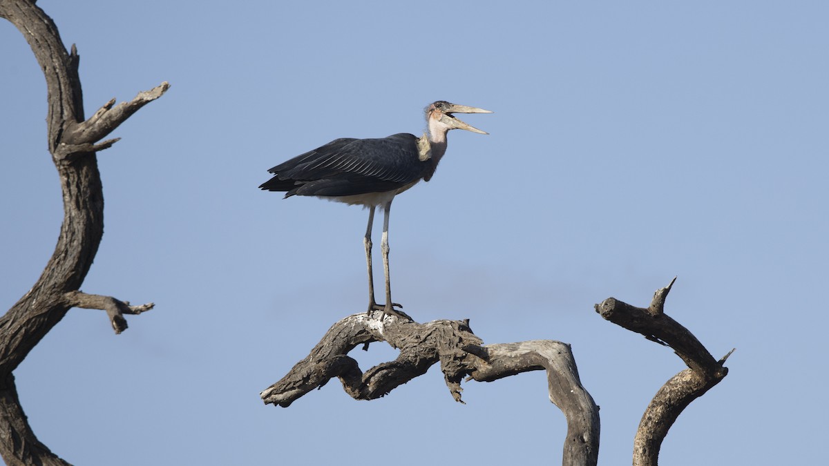 Marabu afrikarra - ML638835541
