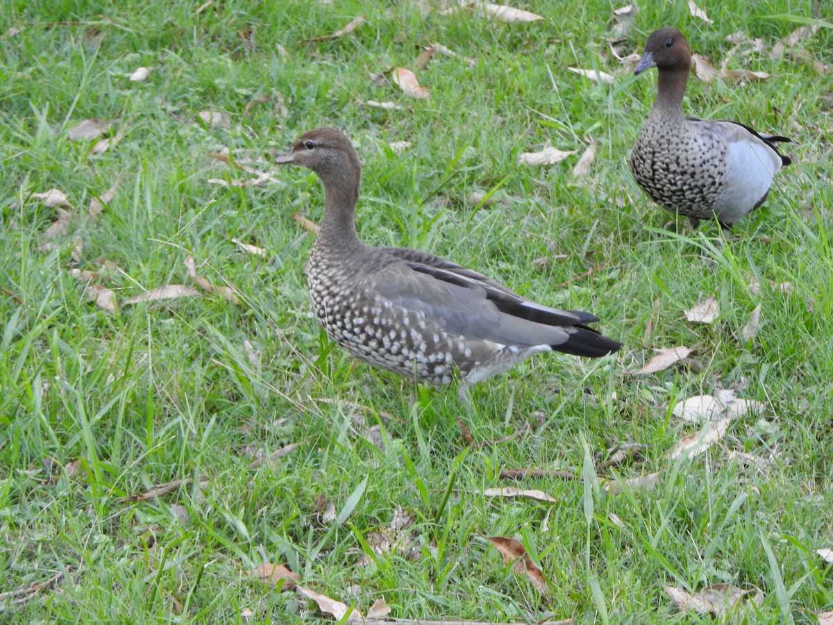 Maned Duck - ML638835542